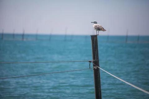 Seagull standing on a pole Stock Photos