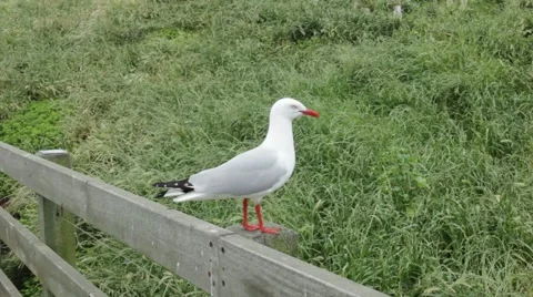 A seagull standing in the porch Stock Footage 57640998