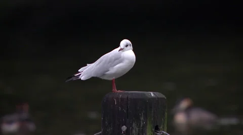 Seagull standing on post doing yoga stretch Stock Footage 36511631