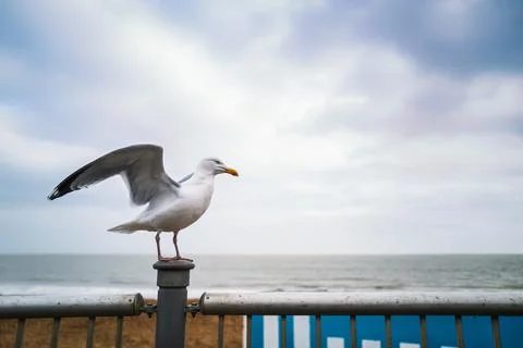 Seagull standing on a post of a railing at the seaside. Stock Photos