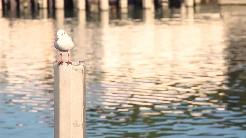 Seagull standing on the pylon Stock Footage 87543964