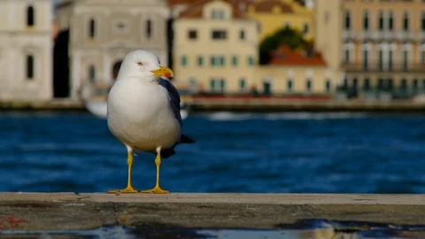 A seagull standing on the quay Видео 124749693