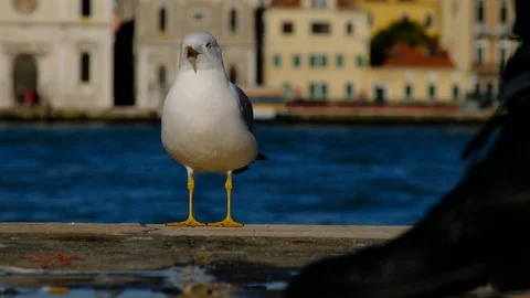 A seagull standing on the quay Видео 124749741