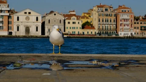 A seagull standing on the quay Видео 124749792