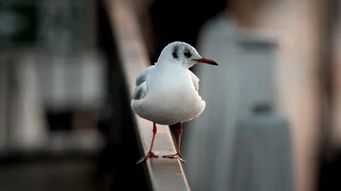 A seagull standing on the railing Foto stock
