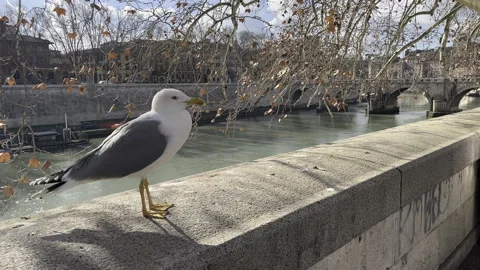 Seagull Standing on Railing by River with Bridge and City in Background Stock Footage 309931855