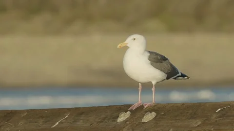 Seagull standing on a ramp Stock Footage 88287291