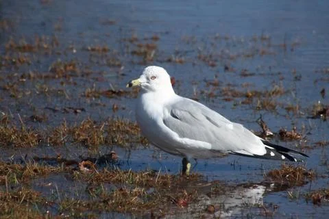 Seagull standing on a rivers edge Stock Photos