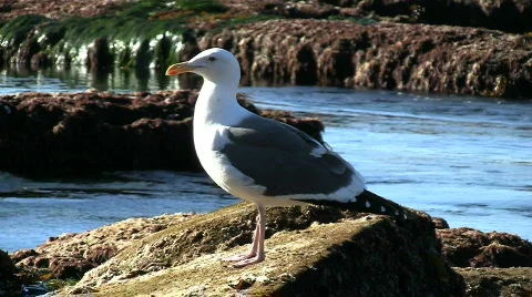 Seagull Standing On Rock Stockbeeldmateriaal 575935