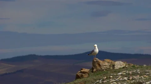 Seagull is standing on a rock Stock Footage 77198934