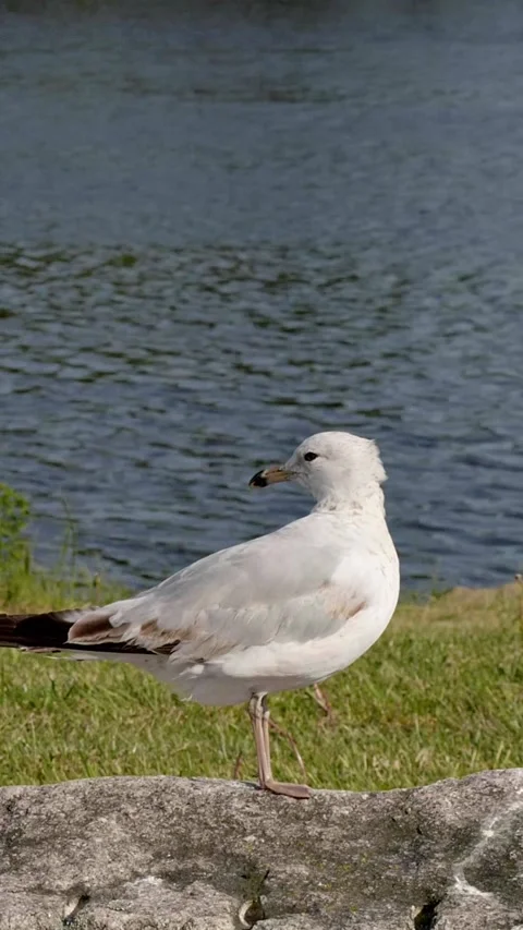 Seagull Standing on Rock Stock Footage 313406989