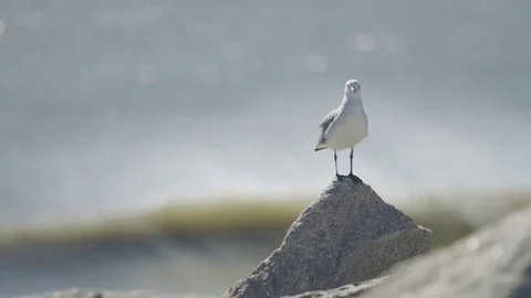 Seagull standing on a rock in front of breaking surf waves Stock Footage 97769224