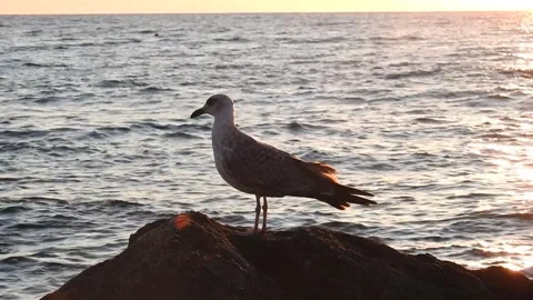 Seagull standing on rock at seaside Stock Footage 318868045