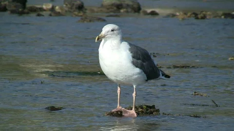 Seagull Standing On Rock In Tide Pool Stock Footage 576235