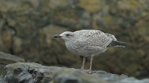 Seagull standing on a rock in the wind 스톡 동영상 88293055