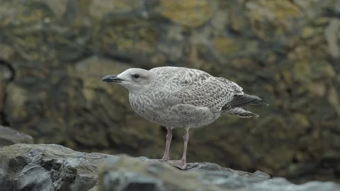 Seagull standing on a rock in the wind Stock Footage 88293067