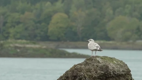 Seagull standing on a rock in the wind 스톡 동영상 88293365