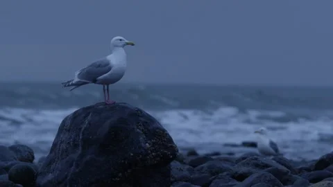 Seagull Standing on Rocky Beach Stock-Footage 135367573