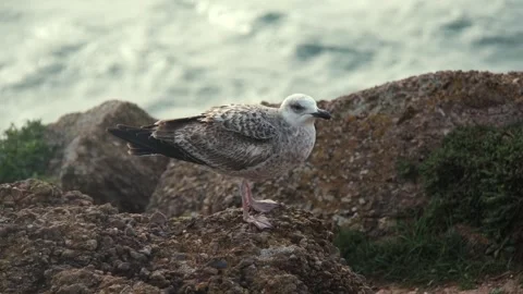 Seagull standing on rocky coastal cliffs Video stock 343131172