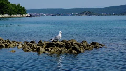 Seagull standing on rocky seashore Stock-Footage 340072974