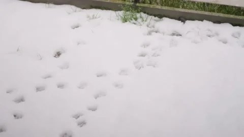 A seagull standing on a rooftop with its footsteps in City on a snowy day Stock Footage 148718810