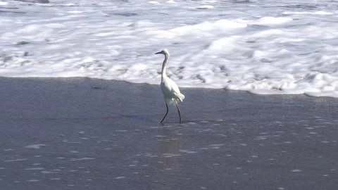 A seagull standing on the sand of the beach and jumping to fly when a small wave 库存影片 155820072