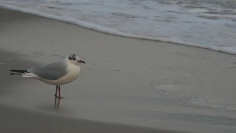 Seagull standing on the sand of the coast Stock Footage 102157227