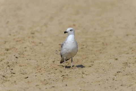 	Seagull is standing on sand  Stock Photos