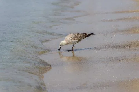 	Seagull is standing on sand  Stock Photos