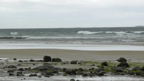 Seagull Standing on Sandy Beach with Crashing Waves in Iceland 4K Wildlife Stock Footage 339742249