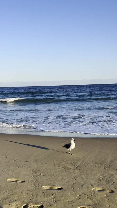 Seagull Standing on Sandy Beach with Ocean Waves and Long Shadow Stock Footage 303412493