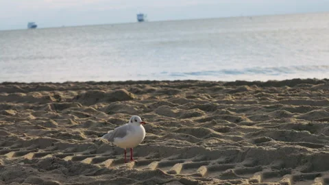 Seagull Standing on Sandy Beach by the Ocean at Sunset Stock Footage 346788671