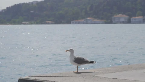 Seagull standing by the sea. Stock Footage 212794878