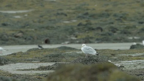 Seagull standing on seaweeds Stock Footage 88341321