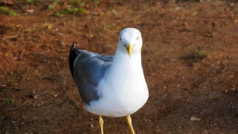 Seagull standing in shade and looking around in natural setting Stock Footage 94148340