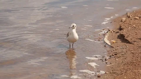 Seagull standing in shallow water 库存影片 80490199