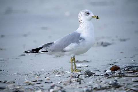 Seagull standing on the shore. Stock Photos