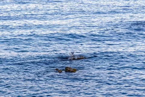 Seagull standing on a small rock surrounded by rippling blue ocean water. Stock Photos