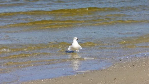 Seagull standing in small waves on Shoreline Stock Footage 116367718