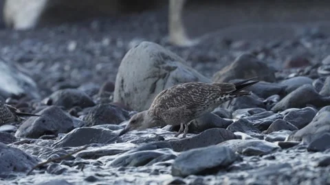 A seagull is standing on some rocks. Stock Footage 305484433