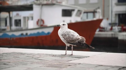 Seagull standing still in Cesenatico Stock Footage 62987068