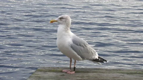 Seagull standing still: gull (Larus) on the shore posing against sea water while Stock Footage 232192780