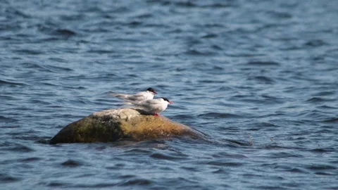 Seagull is standing on the stone Stock Footage 244923062
