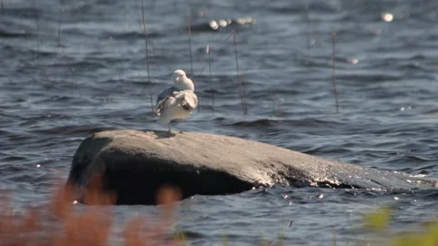Seagull is standing on the stone Stock Footage 244923470