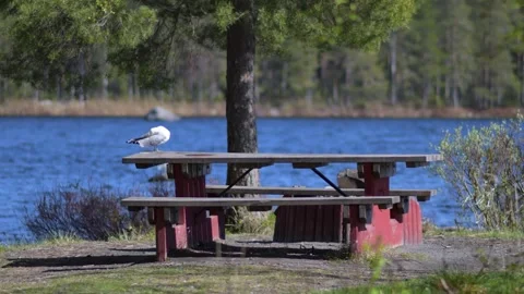 Seagull is standing on the stone Stock Footage 244923530