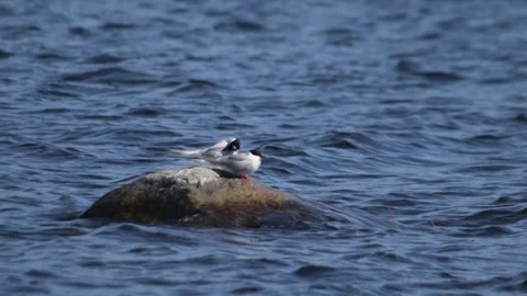 Seagull is standing on the stone Stock Footage 244923800
