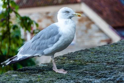 Seagull standing on stone ledge with blurred buildings. Stock Photos