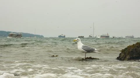 Seagull standing on a stone Foto stock