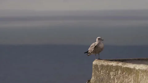 A seagull standing on a stone railing over the blue ocean Stock Footage 230969653