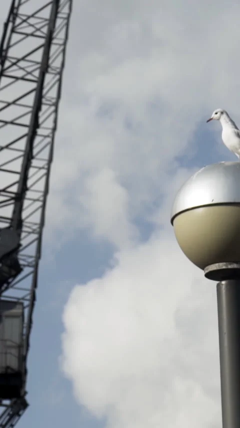 Seagull standing on the street lamp in front of black construction crane. Action Stock Footage 285919725